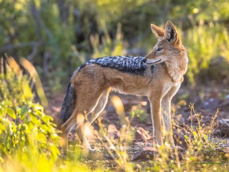 Premium Photo | Black backed jackal