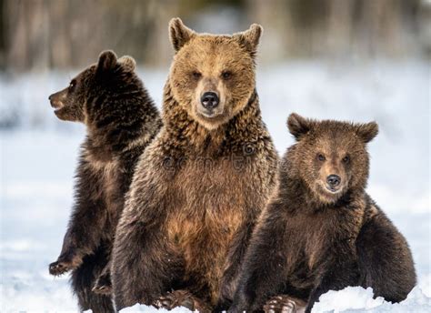 She-bear and Bear Cubs on the Snow in Winter. Stock Photo - Image of ...