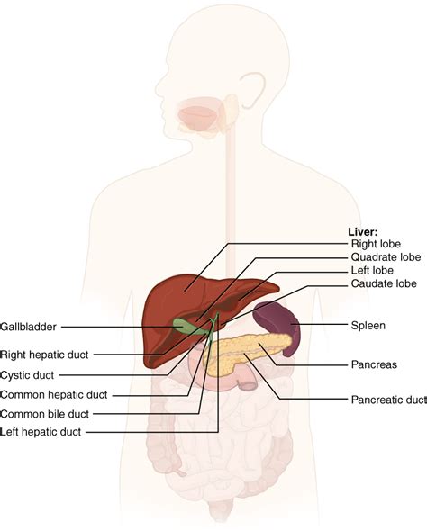 Accessory Organs in Digestion: The Liver, Pancreas, and Gallbladder – Anatomical Basis of Injury