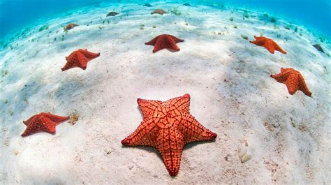 Misterio resuelto: Por fin sabemos qué son las estrellas de mar