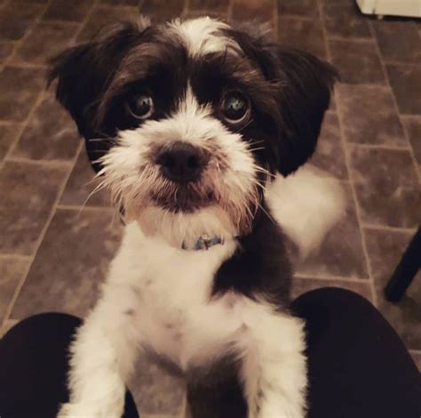 Jack Tzu (Shih Tzu x Jack Russell Terrier) | Jack russell, Dog mixes, Jack russell terrier