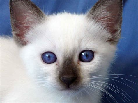 Siamese cats | Cute Cats