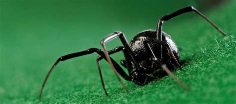 10 Interesting Facts About Black Widow Spiders | Learnodo Newtonic