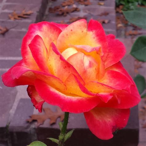 3msuccess likes Fire Orange | Flowers, Rose, Plants