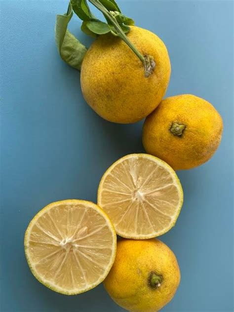 Yuzu Seeds/Maui Seeds/Citrus junos/THREE SEEDS/Rare Fruit | Etsy