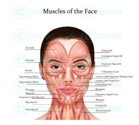 Facial Anatomy Bundle Botox & Filler Injector Anatomy Esthetician Aesthetics Dermatology Medspa ...