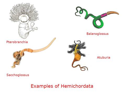 Hemichordata: Characteristics, Classification, and Examples