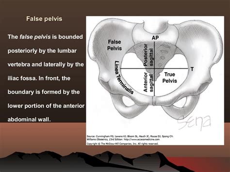 fetus and gynaecoid pelvis