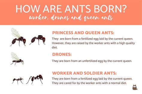 How Are Ants Born? - All About Ant Reproduction!