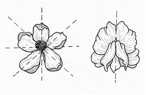 Radial And Bilateral Symmetry Diagram - Draw-metro