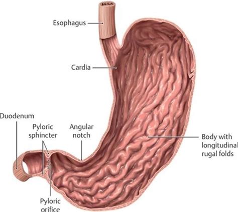 Abdominal Viscera - Anatomy: An Essential Textbook, 1st ed.