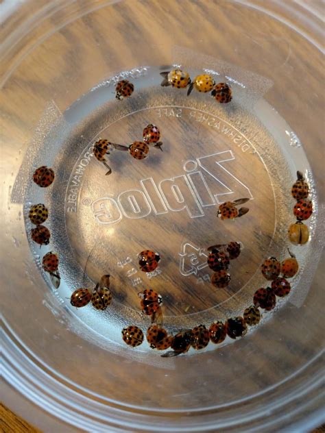 Ladybugs in your house this spring?