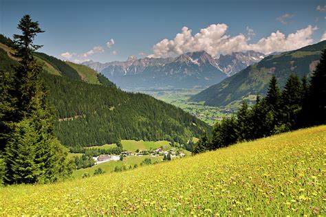 Alpine Meadows with Wildflowers Photograph by Aivar Mikko - Pixels