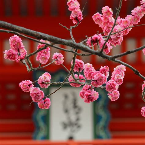 Exploring the Beauty of Plum Blossoms in Japanese Culture | Arigato Travel