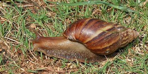 Giant African Snail Invasive Species Long Island - Business Insider