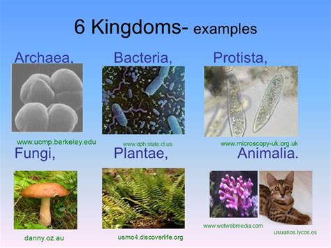 Archaea examples kingdom