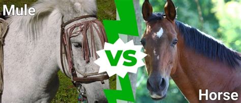 Mule VS Horse: How Are They Different? - IMP WORLD