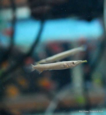 The Platinum Wrestling Halfbeak: A Guide to Keeping and Caring for this Unique and Fascinating ...