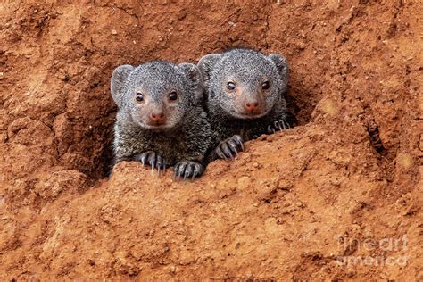 Baby Mongoose Photograph by Todd Bielby