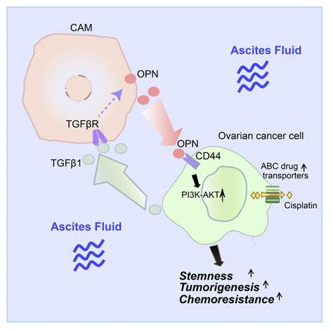 JCI - Cancer-associated mesothelial cells promote ovarian cancer ...