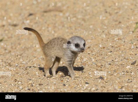 Meerkats (Suricata suricatta) Meerkat, predators, mammals, creeping cats, animals, Meerkat baby ...