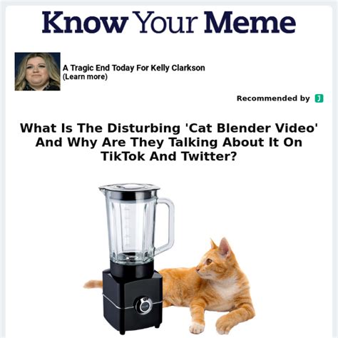 What Is The Disturbing 'Cat Blender Video' And Why Are They Talking About It On TikTok And ...