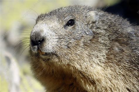 Alpine marmot - Stock Image - Z918/0484 - Science Photo Library