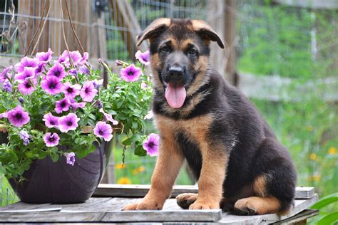 German Shepherd Puppies For Sale In East Texas - Pudding to come