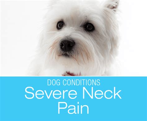 Severe Neck Pain in a Dog: Severe neck pain can be caused by meningitis