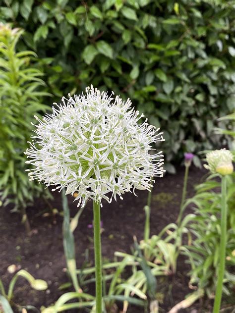 May Flower and Vegetable Garden Tour — Made on 23rd