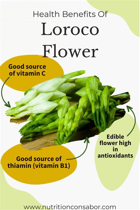 What is Loroco? Dietitian’s Guide to this Tasty Flower - Nutrition con Sabor - Latina Dietitian