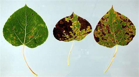 See: Poplar (Populus spp.)-Marssonina Leaf Spot Cause Several Marssonina spp., fungi, have been ...