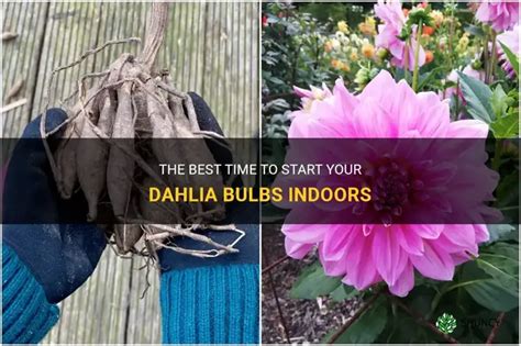 The Best Time To Start Your Dahlia Bulbs Indoors | ShunCy