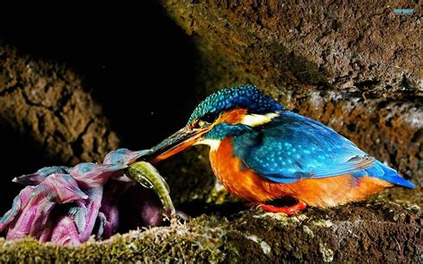 WildLife: Malachite Kingfisher Beautiful Bird Of The World