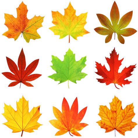 Fall Leaves | ubicaciondepersonas.cdmx.gob.mx
