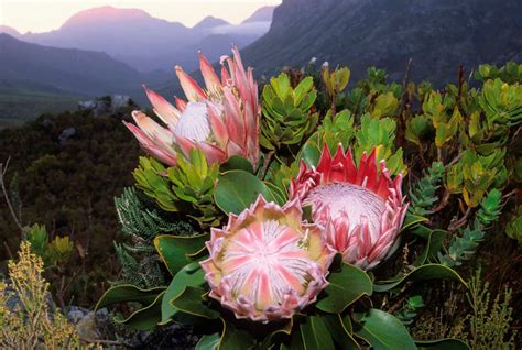 Flowers South Africa: The King Protea at Multiflora.