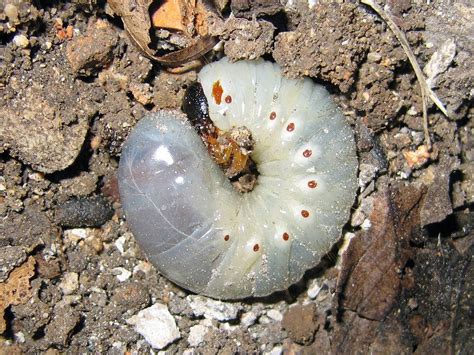 Dealing with grubs in your lawn, plus composting and growing roses ...