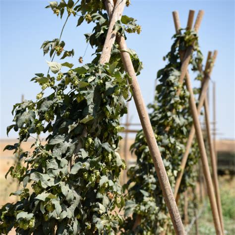 The Beginner's Guide to Growing Hops - Lancaster Homebrew