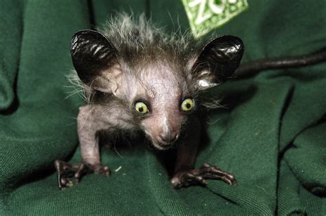 These animals are so ugly. But we need them. - The Boston Globe