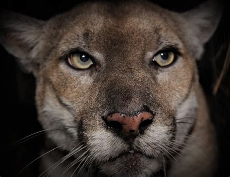 Famous P-22 Mountain Lion Goes For Walk Deep In The City | Los Angeles ...