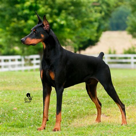 Doberman Pinscher grooming, bathing and care | Espree