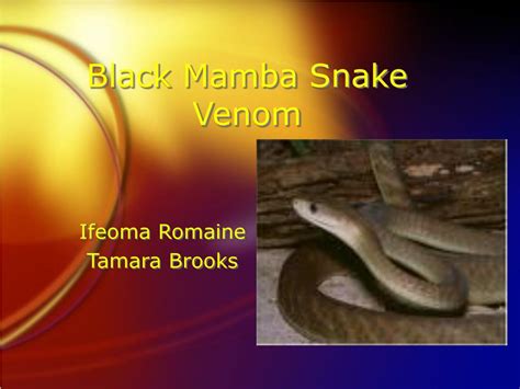 PPT - Black Mamba Snake Venom PowerPoint Presentation - ID:148920