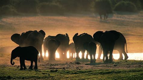 Elephants Wallpapers - Wallpaper Cave