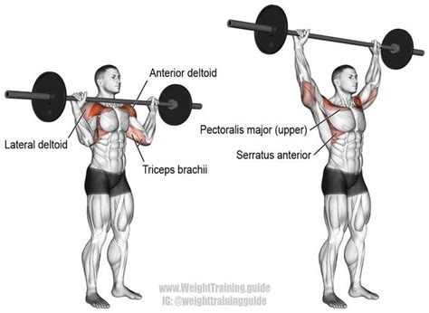 Pin on Weight Training For Beginners