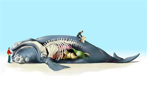 Dead Beached Whale Anatomy Photograph by Jose Antonio Penas/science ...