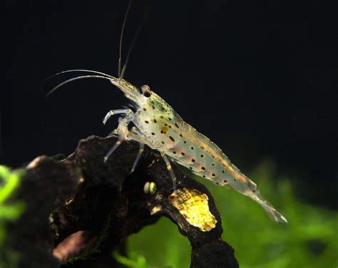 Aquatic Arts 5 Amano Shrimp | Live Freshwater Aquarium Algae Cleaner | Real Living Nano Fish Kit ...