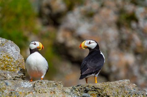 Horned Puffin | Alaska Maritime National Wildlife Refuge near Lake ...