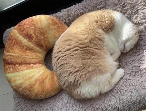 10000 best r/catloaf images on Pholder | So cold he’s retracted his ...