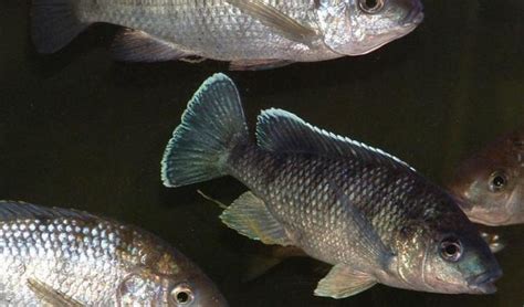 Lake Malawi fish species at risk of extinction - Africa Geographic