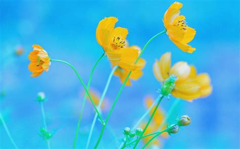 Blue and Yellow Flowers Wallpapers - Top Free Blue and Yellow Flowers ...